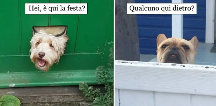 cani che volevano solo salutare