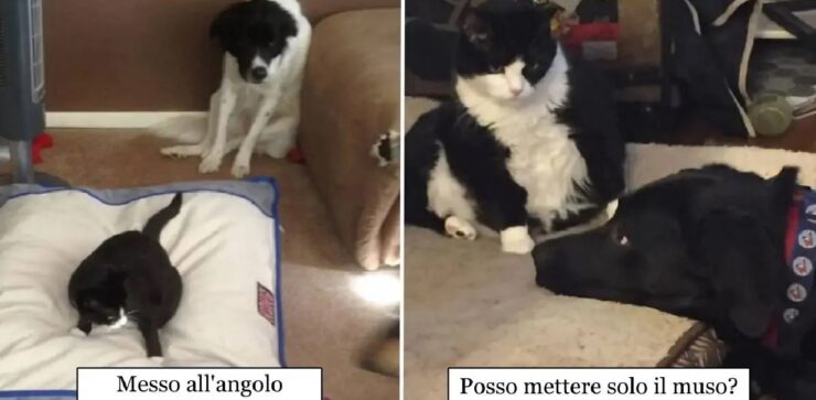 cani che vorrebbero solamente dormire