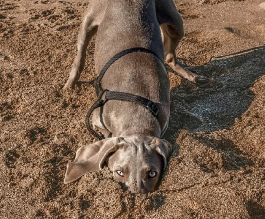 cane nasconde muso sabbia