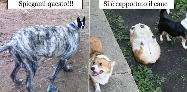 cani malfunzionanti proprietari li vogliono riparare