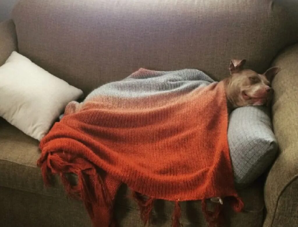 cane dorme con coperta