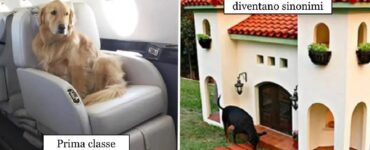 cani che sanno cosa sia il relax