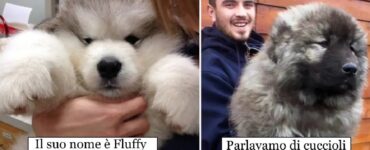 cani che si confondono per altri animali
