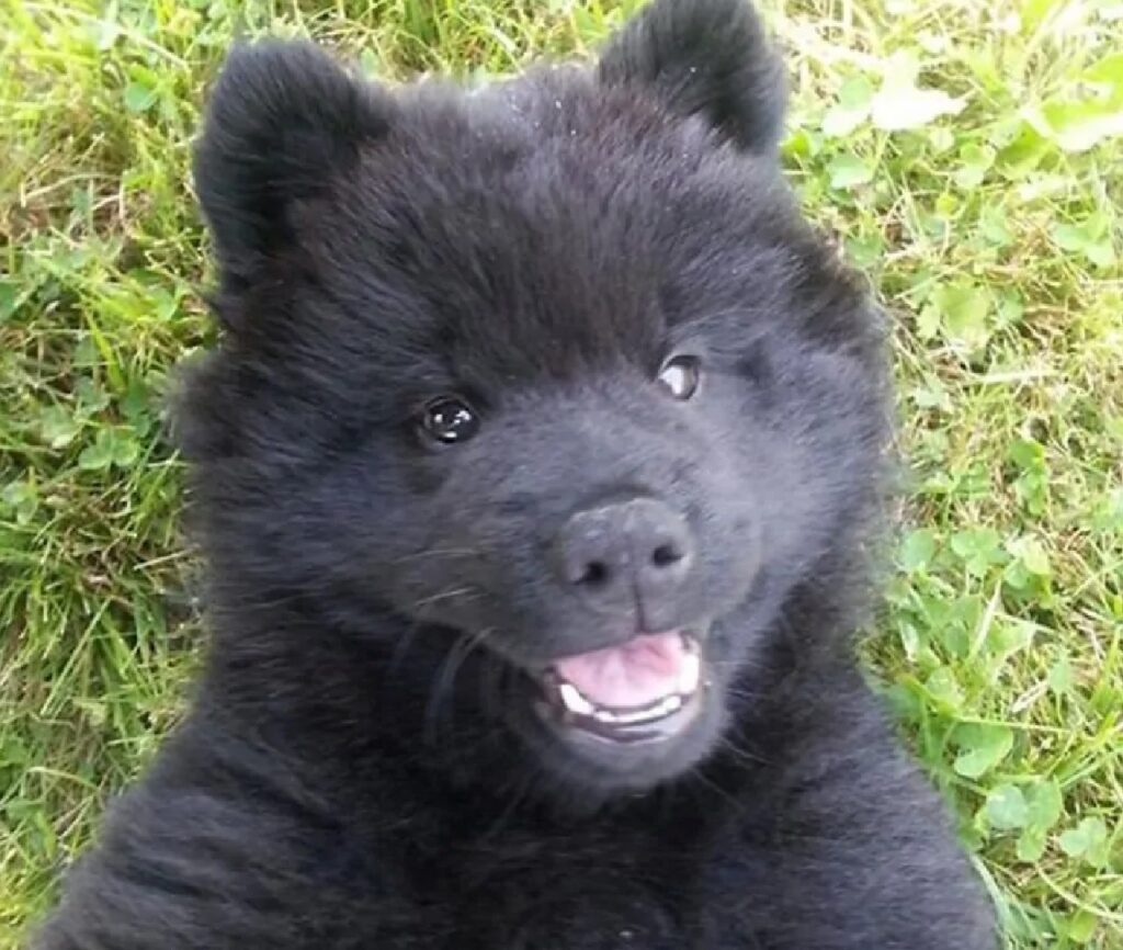 cane identico a orso nero