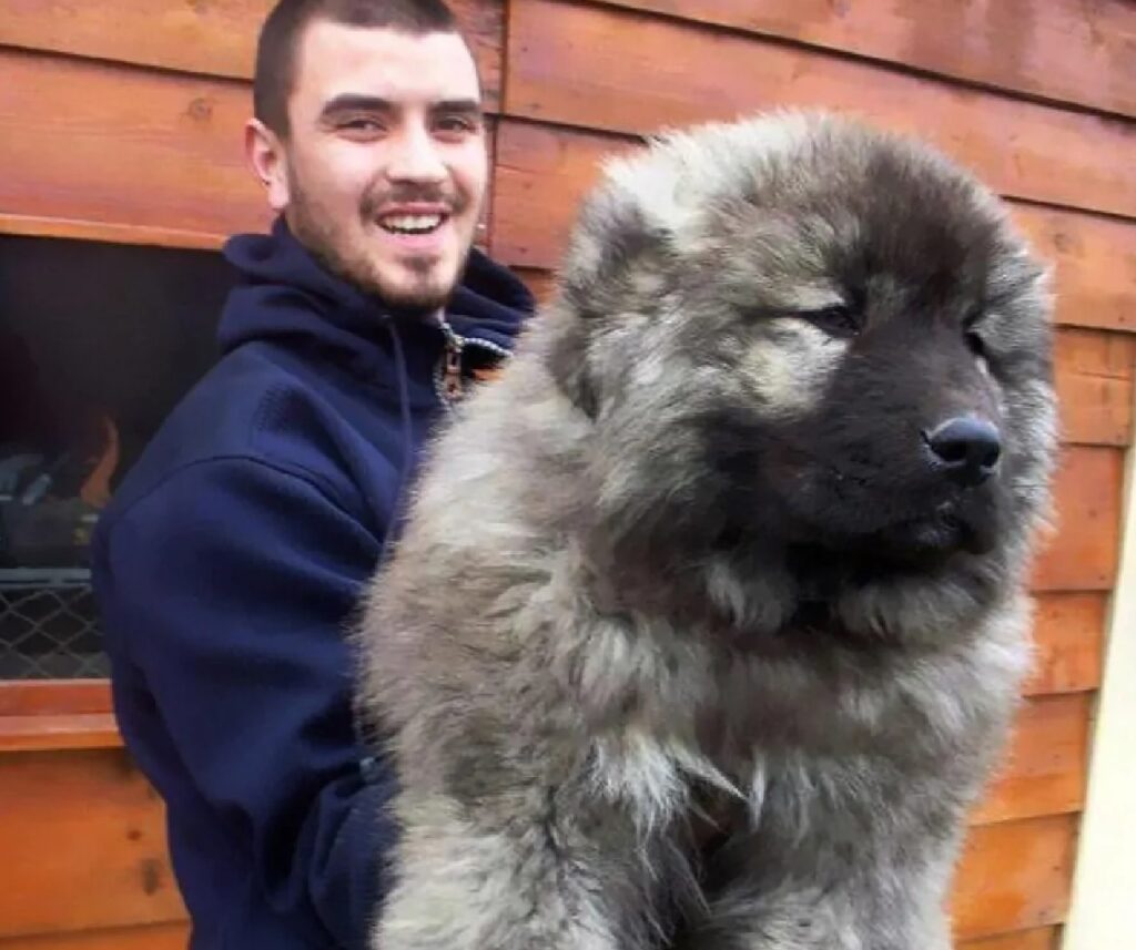 cane grande simile orso grigio