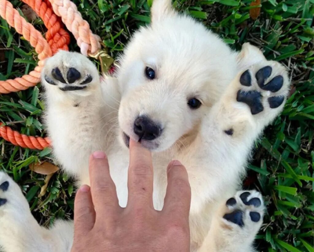 cane bianco zampe in alto