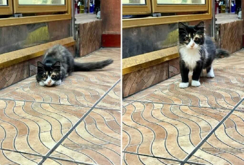 gatto in posizione di caccia