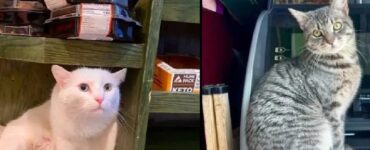 gatti ai quali hanno dato il negozio