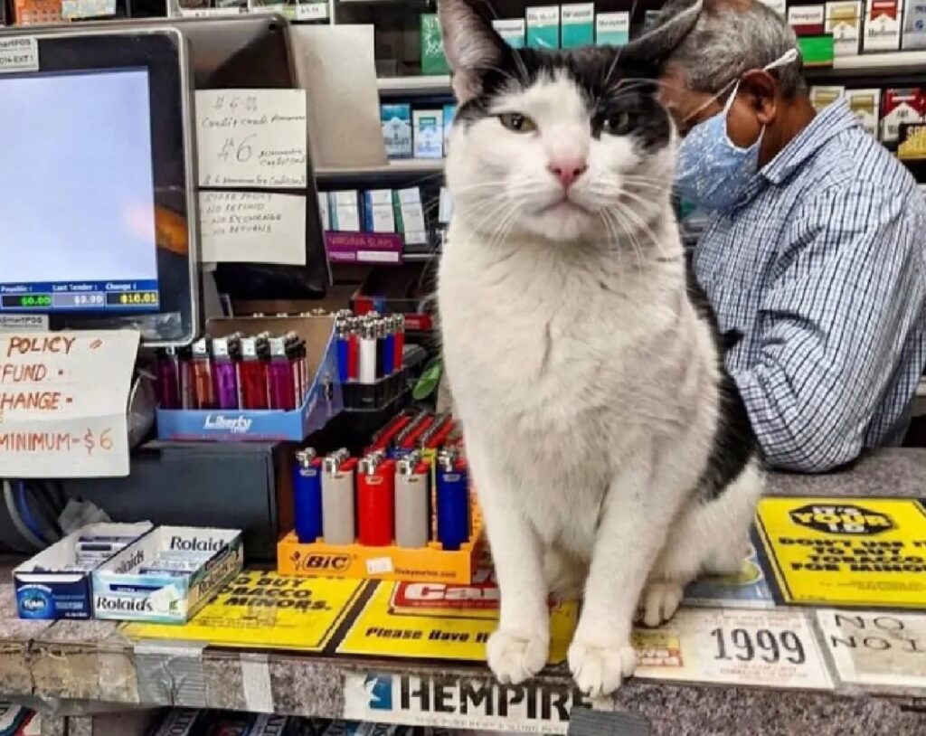 gatto giudica dal bancone