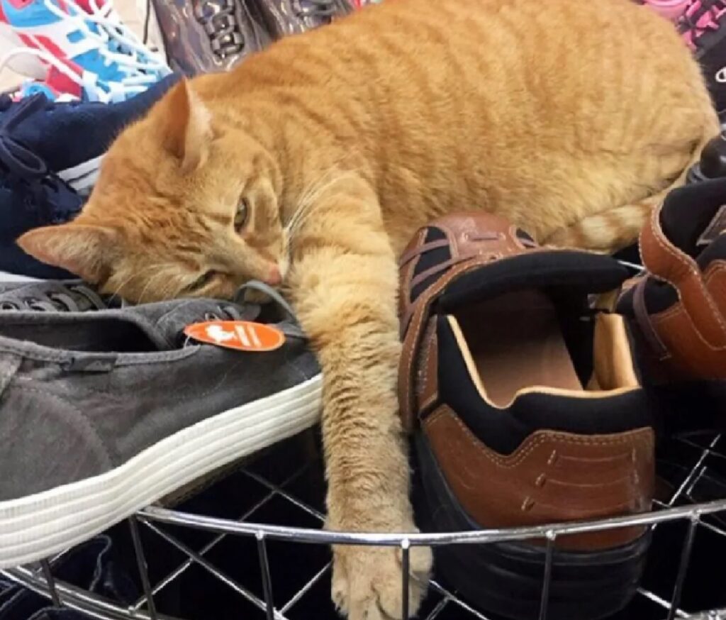 gatto rosso protegge scarpe