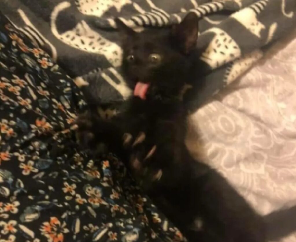 gatto nero impazzisce