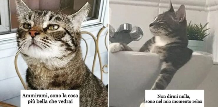 gatti che per un momento si sono sentiti sovrani del mondo