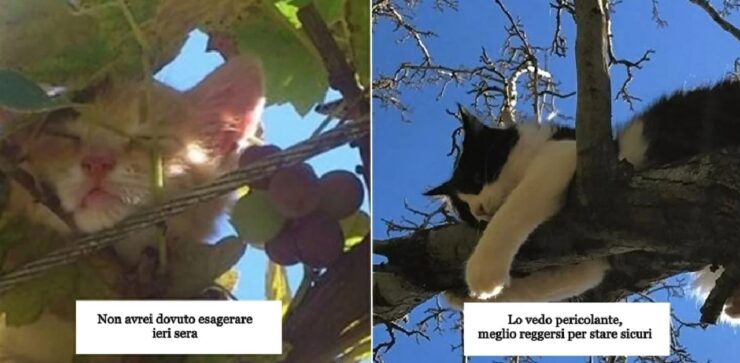 gatti che preferiscono piante a cucce