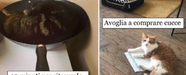 gatti che scelgono posti strani per dormire
