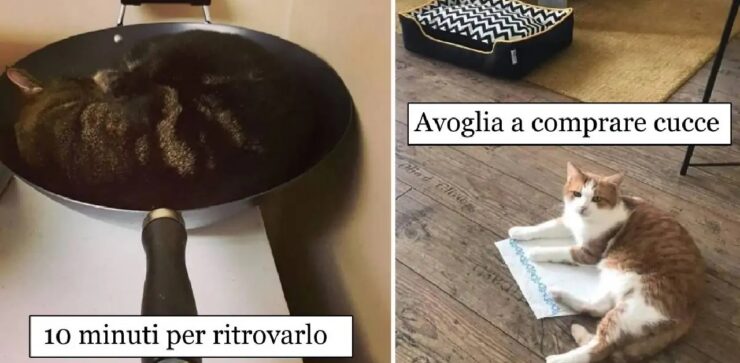 gatti che scelgono posti strani per dormire