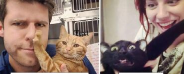 gatti che sentono il bisogno di dire no coccole