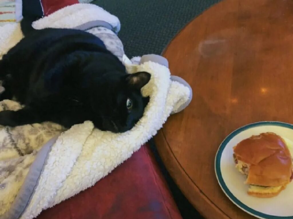 gatto vicino pancake