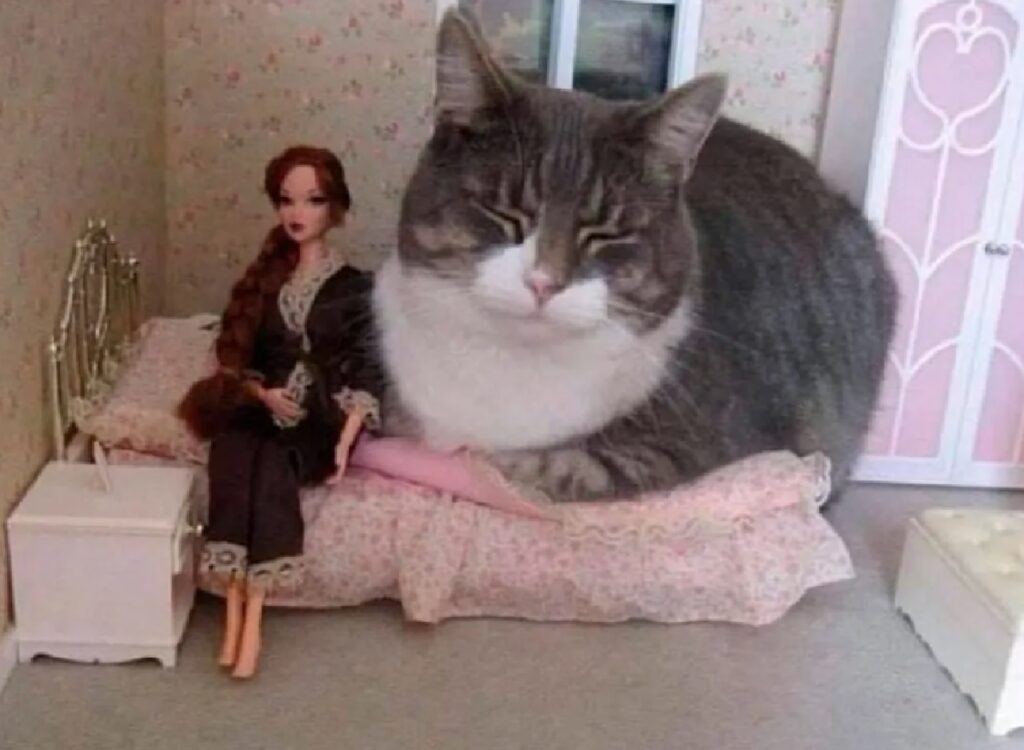 gatto vicino bambola