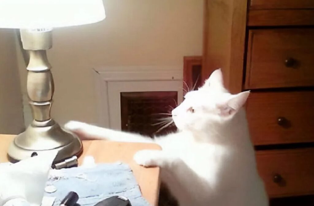 gatto gioca con luce