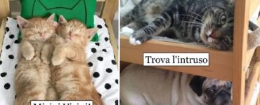 gatti che vengono viziati dai proprietari