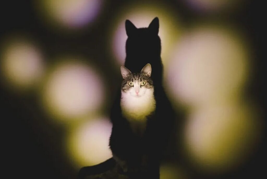 gatto luce a cerchi
