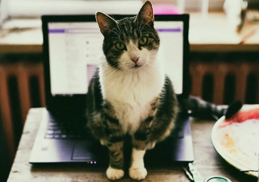 gatto davanti schermo computer