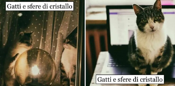 gatti divenuti esempi per un giorno