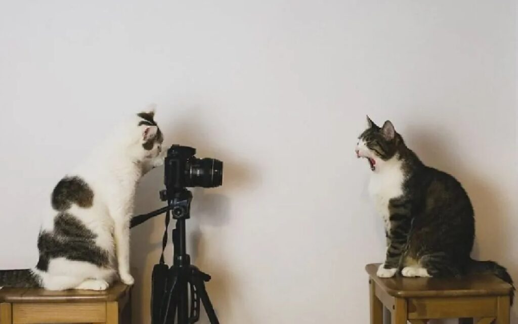 gatto di fronte a fotocamera