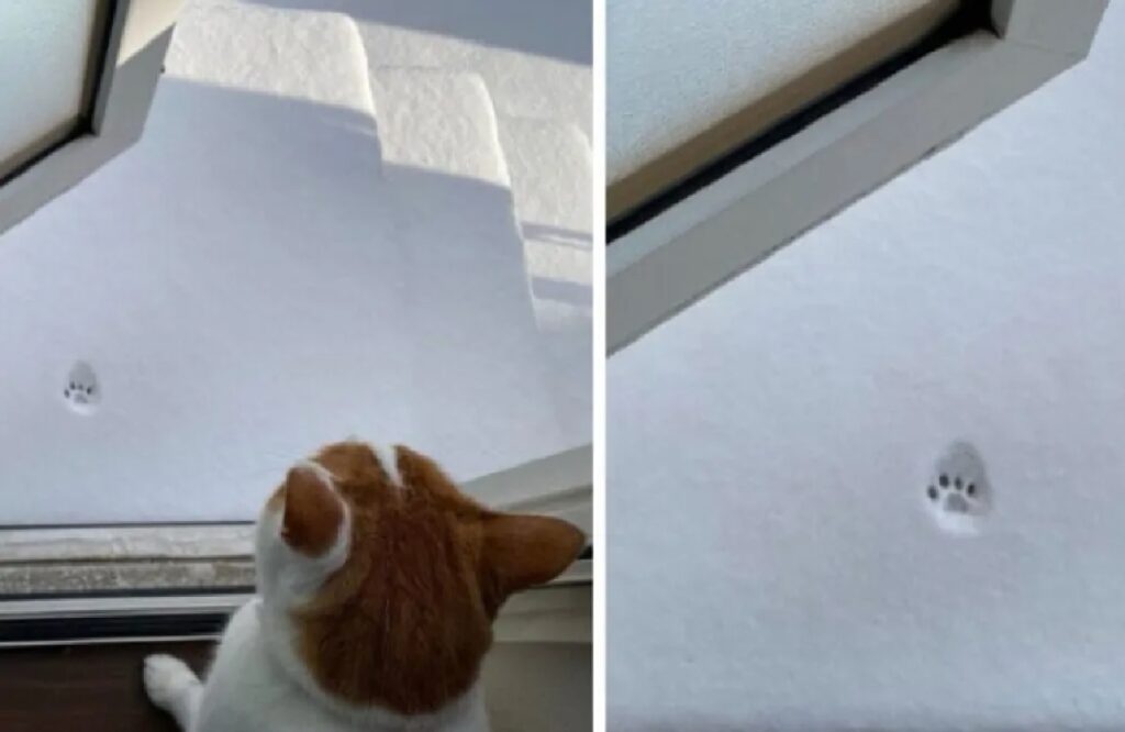 gatto che lascia impronta neve