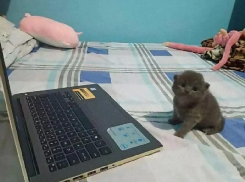 gattino più piccolo del portatile