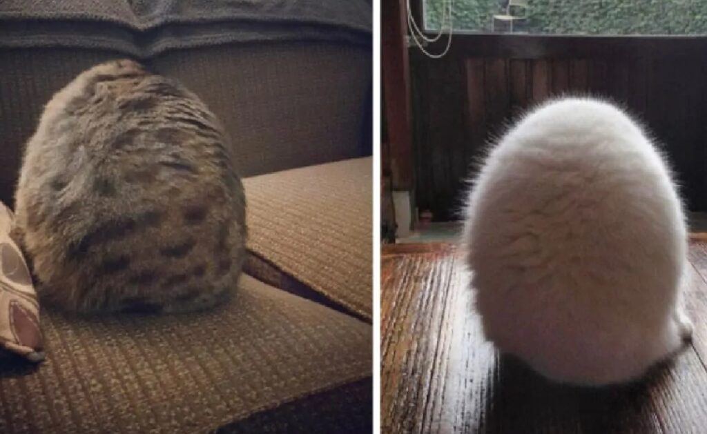 gatti si trasformano in uova col pelo