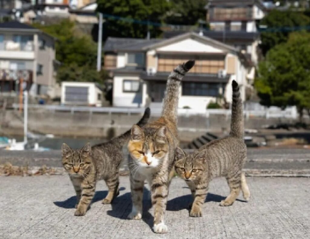 gatti camminano con coda alta
