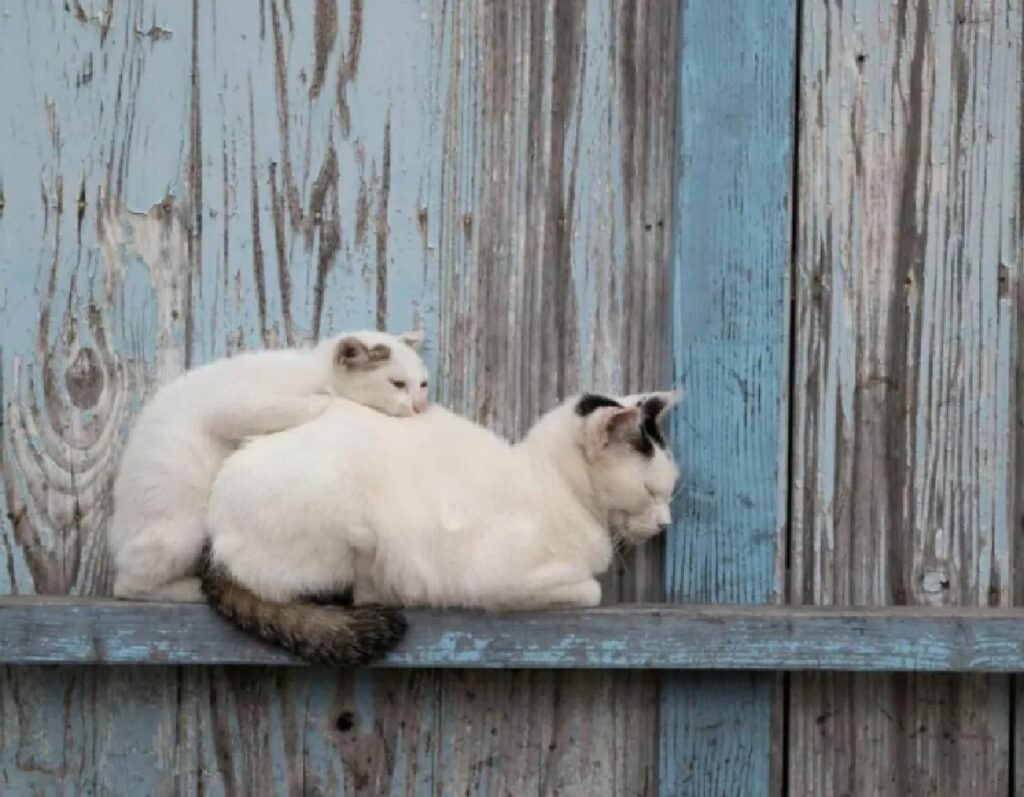 due gatti sulla staccionata azzurra