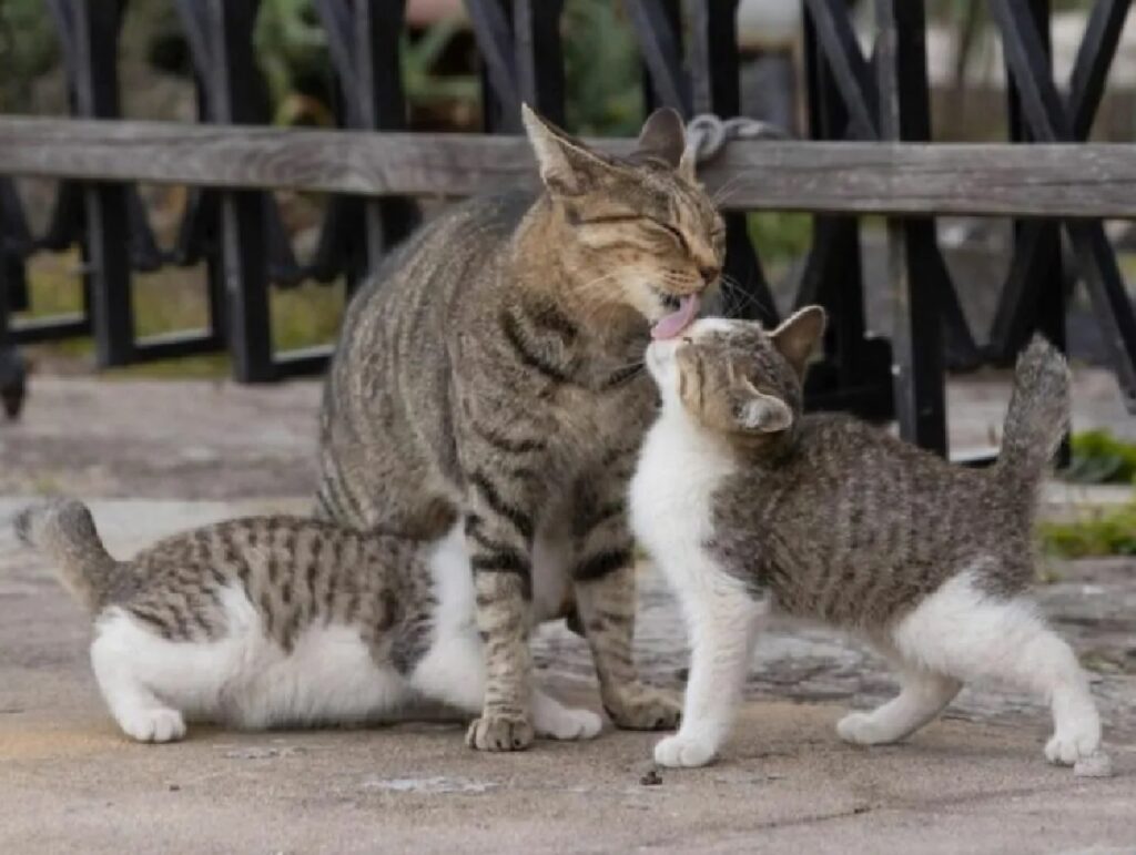 tre gatti parte di famiglia