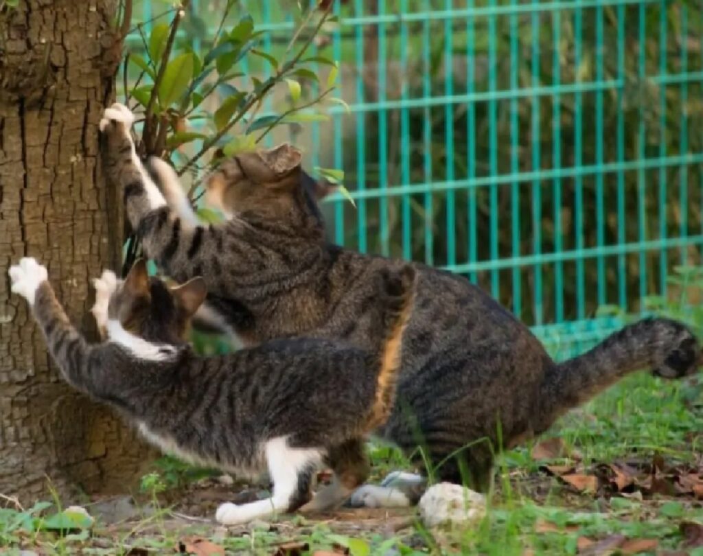 gatti raschiano corteccia