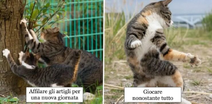 gatti randagi giappone serie di foto