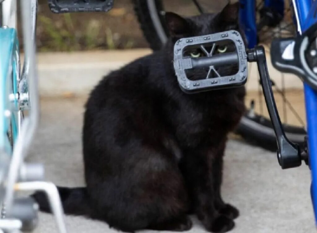 gatto nero vicino bici