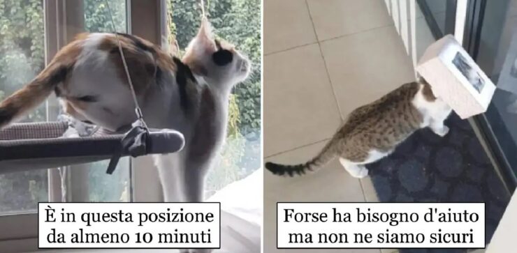 gatti strani che finiscono per impaurire proprietari