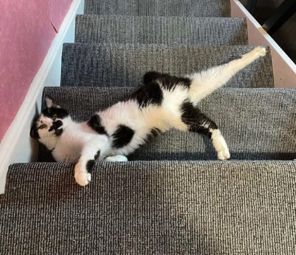 gatto disteso scale