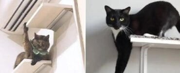gatti che non resistono e devono risultare strani