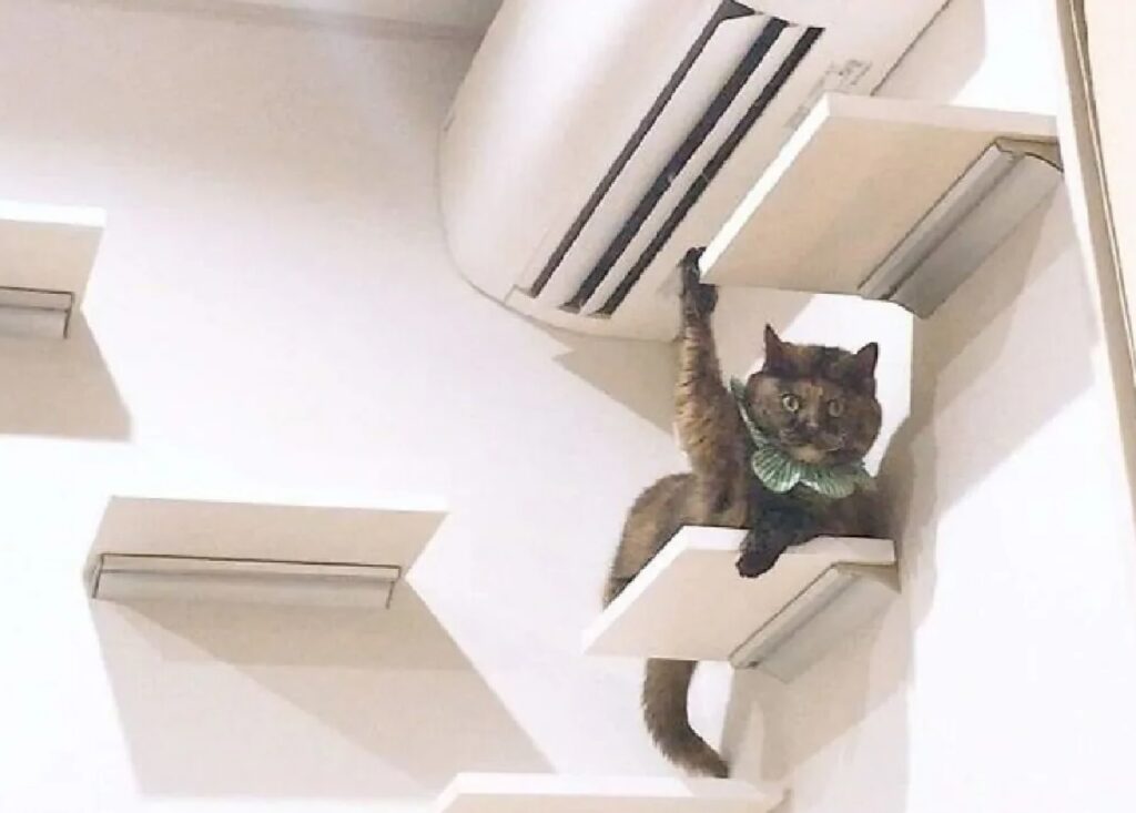 gatto zampa sul condizionatore