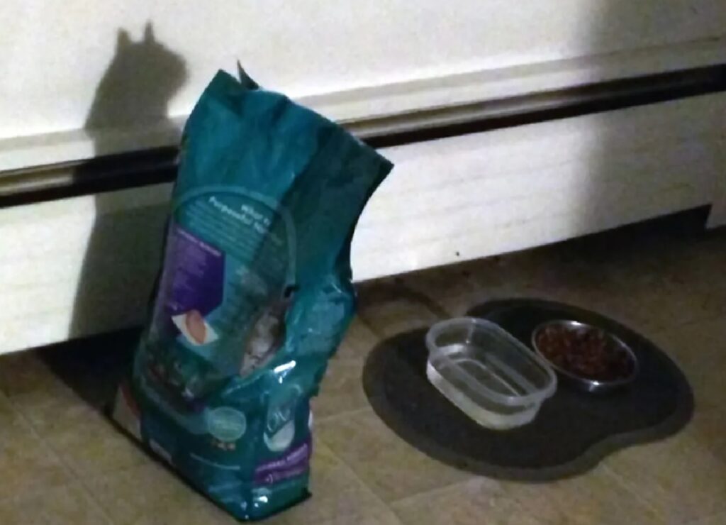 ombra gatto su sacco di cibo
