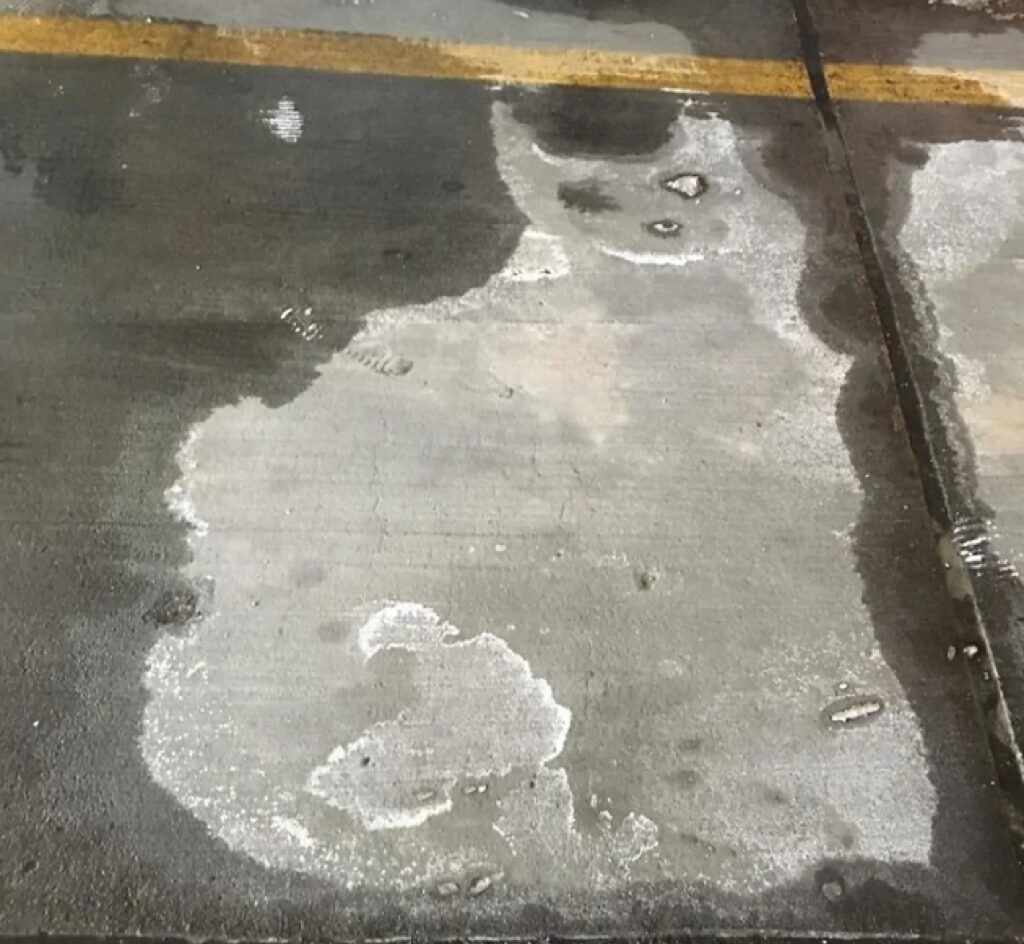 gatto parte asciutta asfalto
