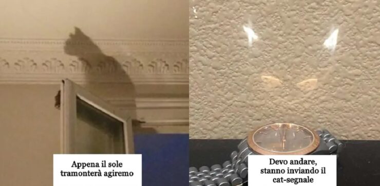 gatti che compaiono dove non devono essere