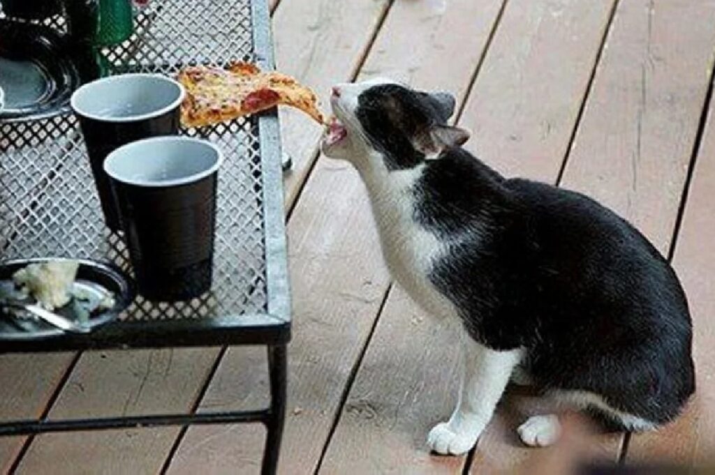 gatto sta per mordere pizza