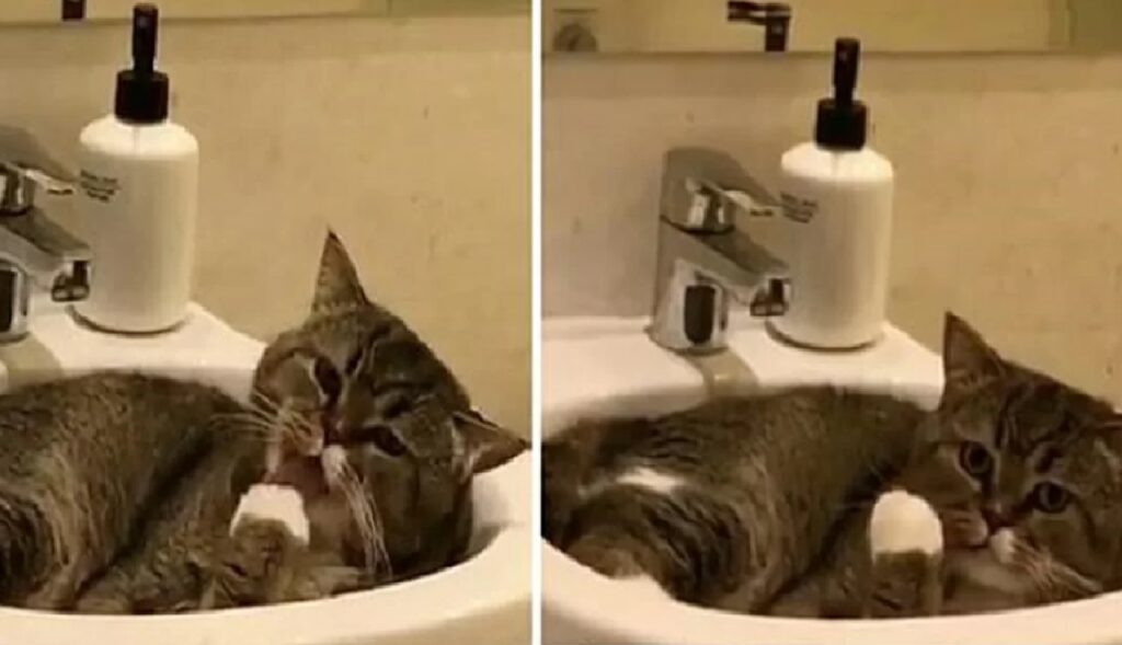 gatto sta facendo il bagno