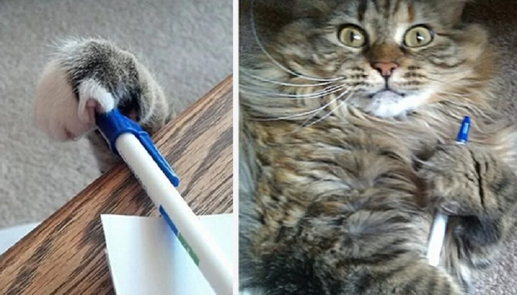 gatto ruba la penna