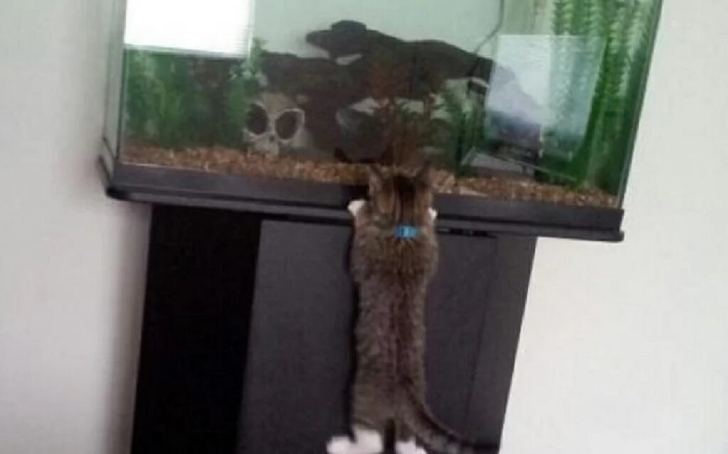 gatto davanti acquario