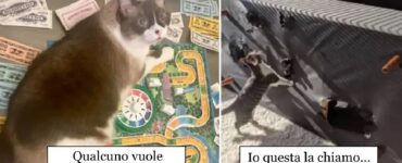 gatti impegnati a conquistare mondo