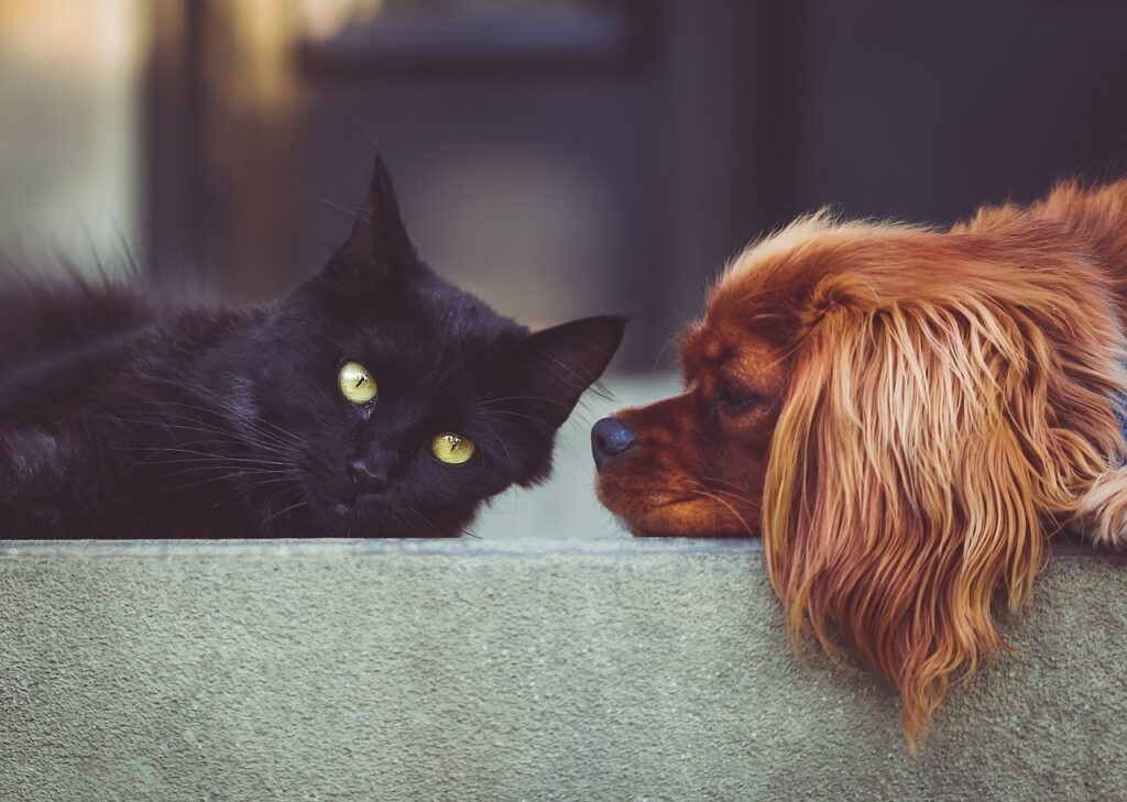 Gatto e cane